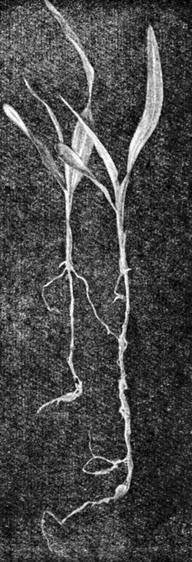 Рис. 5. Заложение постоянных корней при заделке семян на 10 и 15 сантиметров