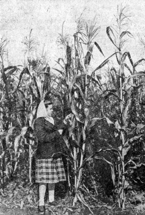 Рис. 1. Участок кукурузы, выделенный на семена в колхозе имени Сталина Вурнарского района Чувашской АССР. Снимок сделан 12 сентября 1954 года