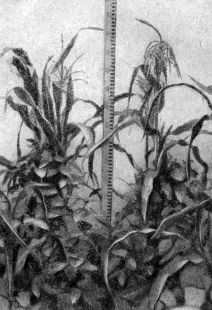 Рис. 1. Отдельные гнезда в совместных посевах кукурузы с соей